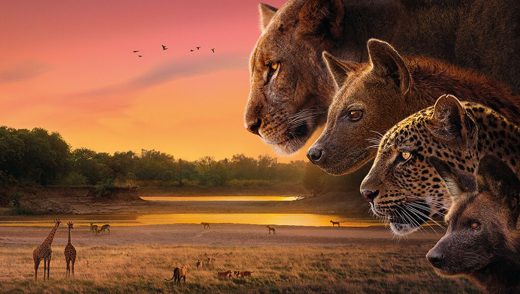 Królestwo zwierząt