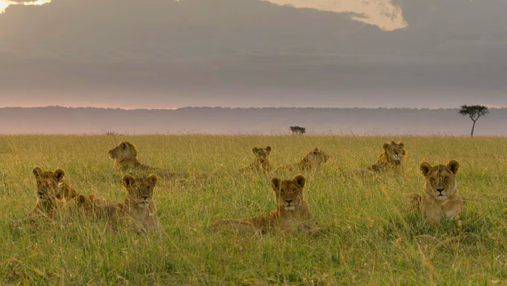 Lion: The Rise and Fall of the Marsh Pride