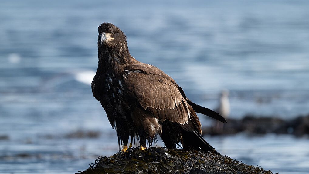 Wyspy: laboratoria natury