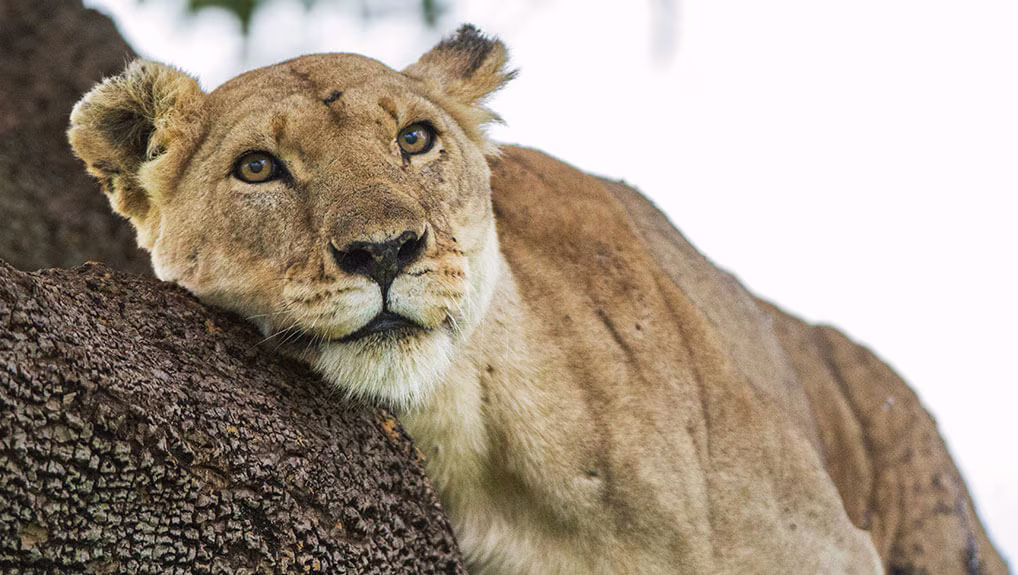 15bc0403-f875-4333-b9d7-8e6bffe92b26