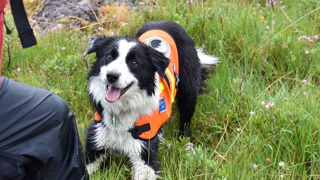 Easter Friday - Dog Squad - S2