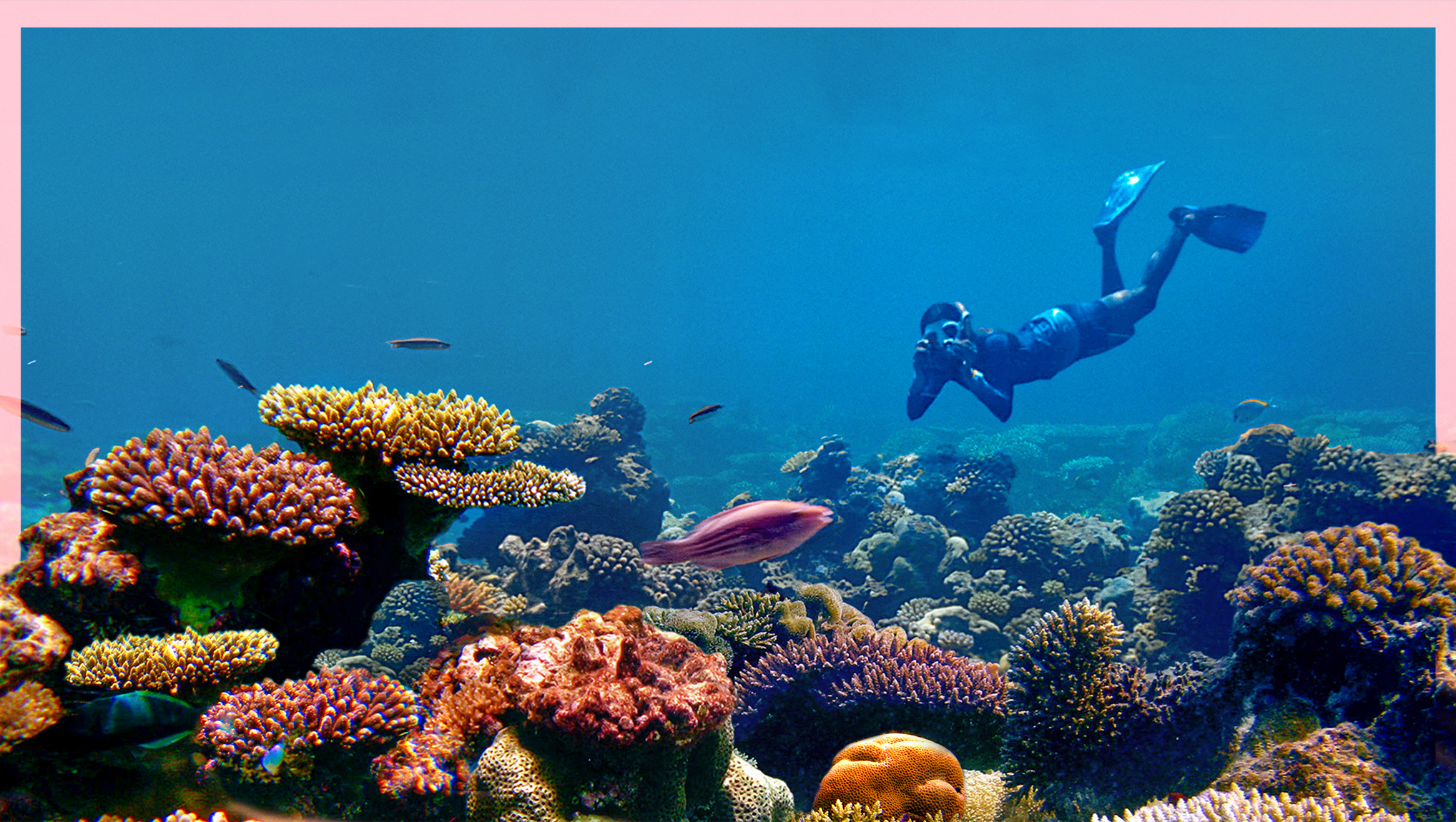 Changing Planet: Coral Special