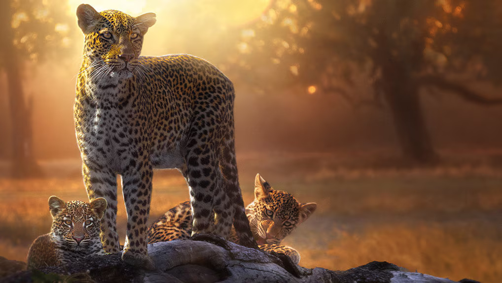 3207c298-516a-413d-afde-a196bcdf7153