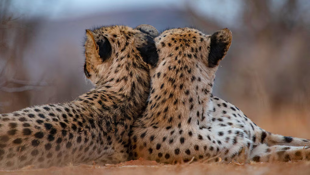 472b4335-f094-4a76-85a6-2d0719994e8f