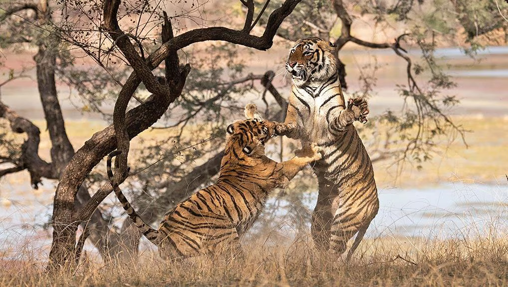 65b79ce3-1346-49be-8e90-ecbc905ae79a