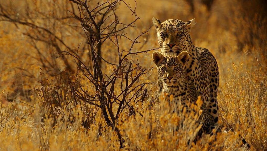 Animal World Collection