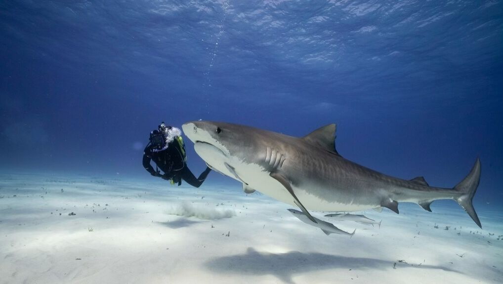 Światowy Dzień Oceanów w BBC Earth