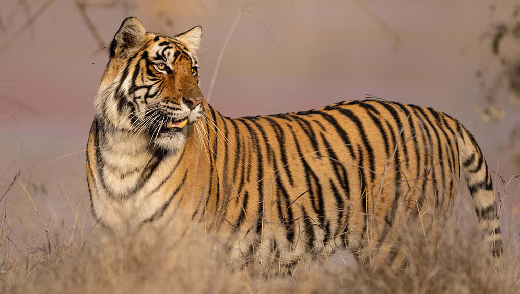 Legendary Tigers of India