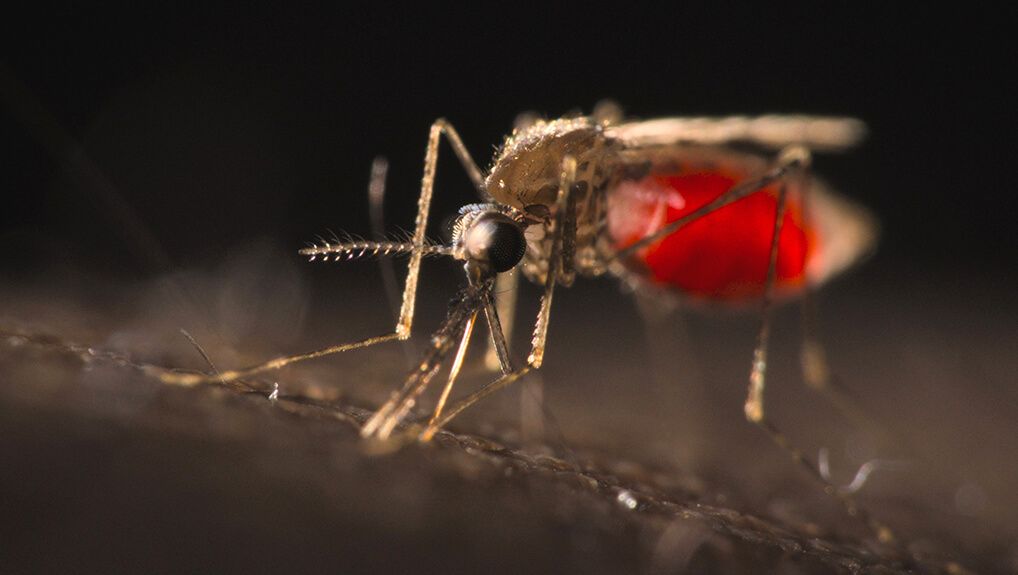 The Battle to Beat Malaria