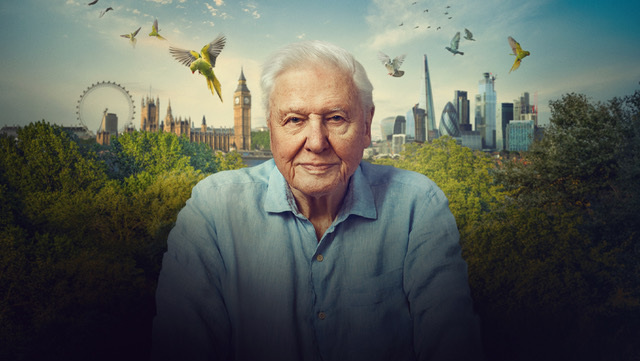 100. urodziny   Sir Davida Attenborough