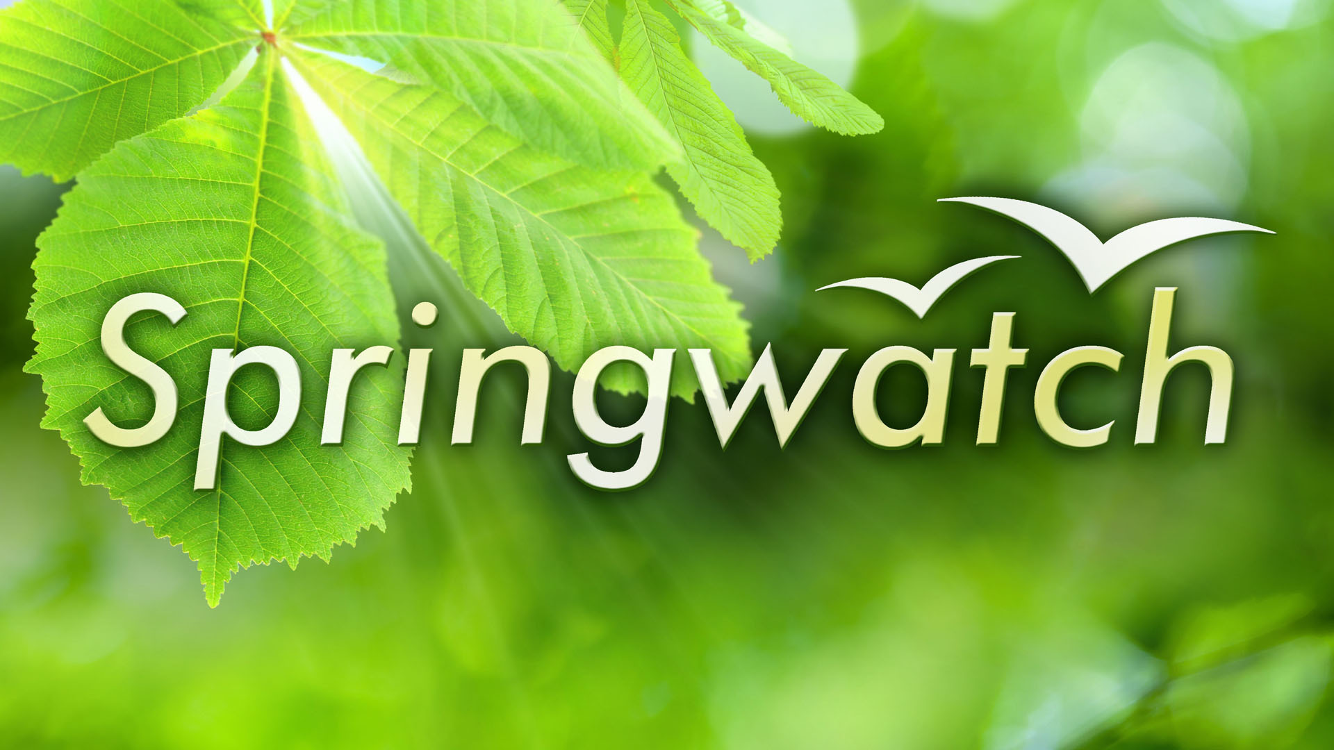 Springwatch