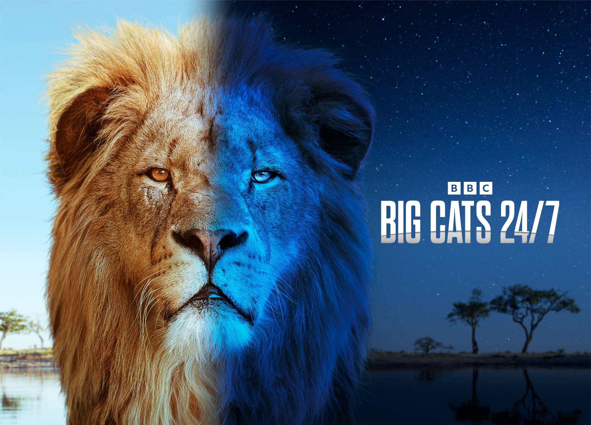 Big Cat series 1