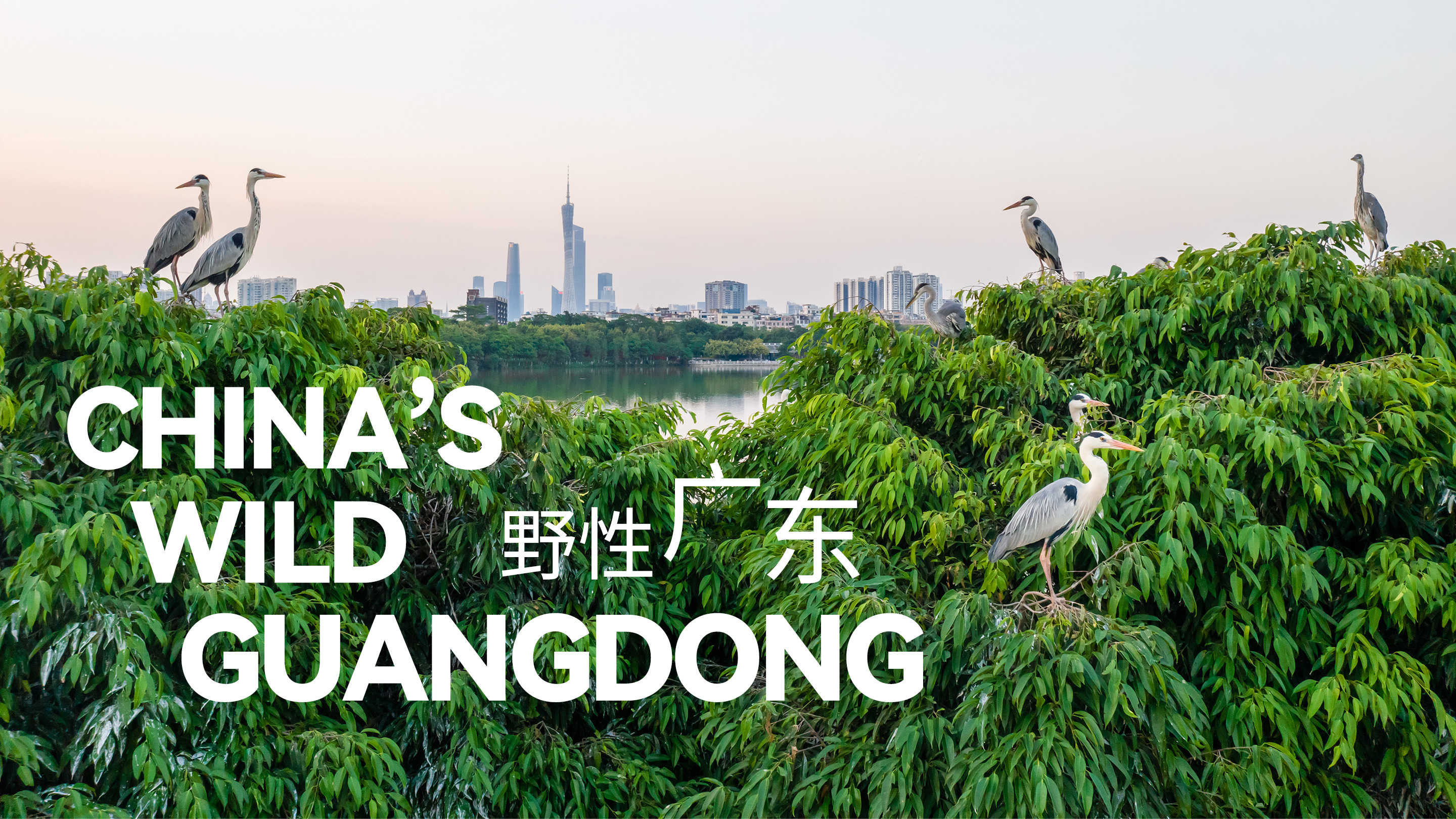 China's Wild Guangdong